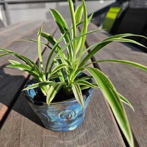 Tassenpflanze